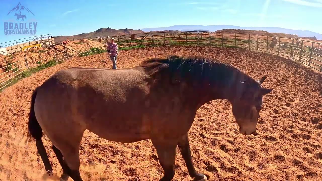 Round pen principles! What three things are we looking for?