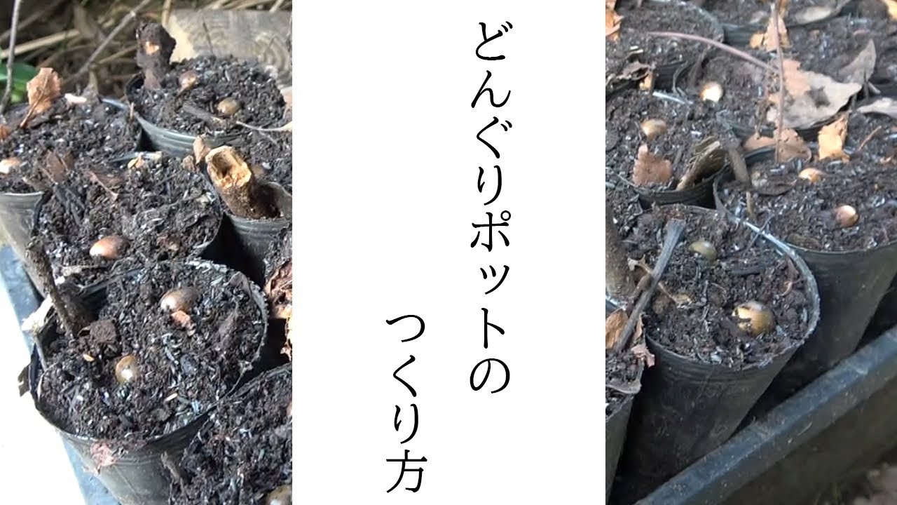 どんぐりポットのつくり方：高田宏臣しぜん講座１