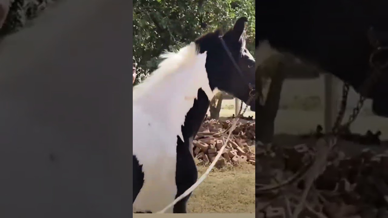 horse love #stats #youtubeshorts #shortsfeed