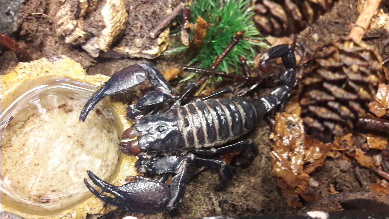 Scorpion rehouse into horror themed enclosure