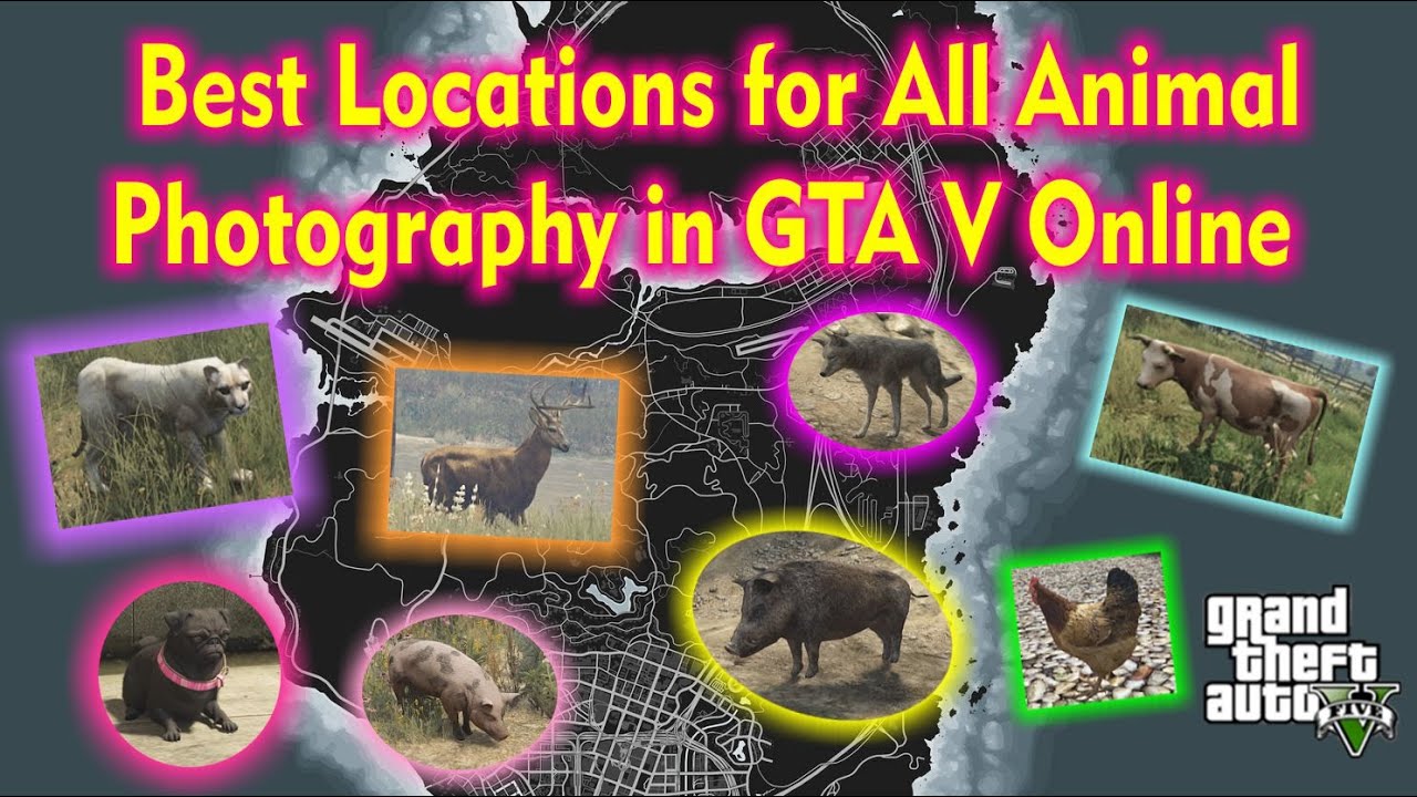 All Best Locations for Animal Photography GTA V Online
