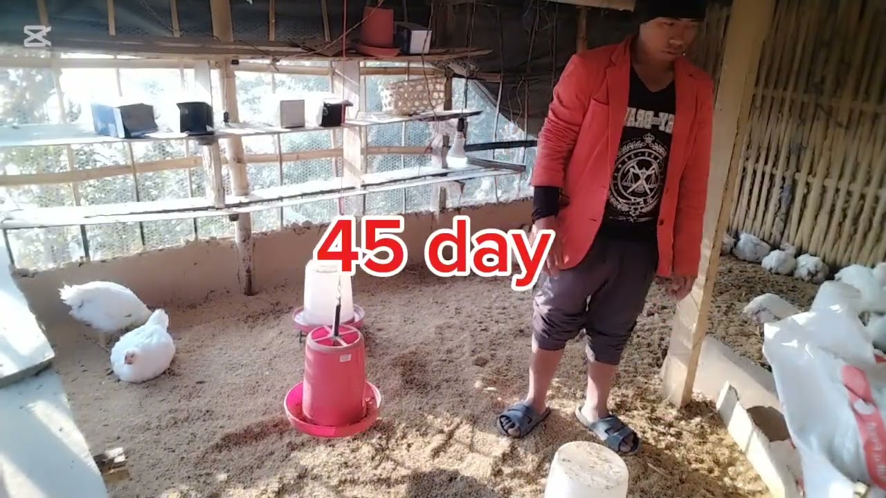 boilor kukhura palan in nepal January 30, 2026