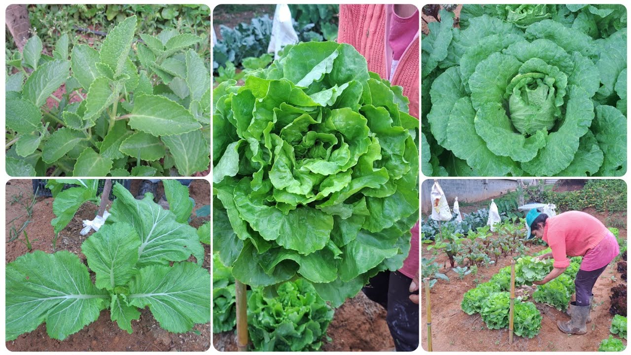 MAIS FARTURA DE ALFACE/FIZEMOS NOSSA COLHEITA DE VERDURAS