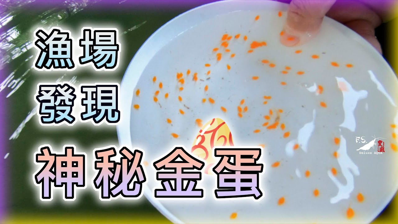 【漁場系列EP4】繁殖場內鬍子異型的一生｜水族日常｜我只是個養蝦的