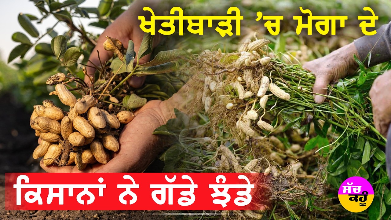 Groundnut farming in Punjab | ਖੇਤੀਬਾੜੀ 'ਚ ਮੋਗਾ ਦੇ ਕਿਸਾਨਾਂ ਨੇ ਗੱਡੇ ਝੰਡੇ