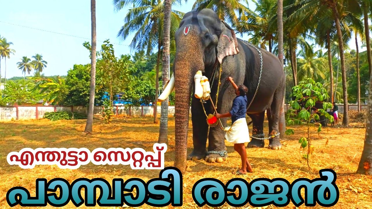 പാമ്പാടി രാജന്റെ മാസ്സ് നിലവ്  / kerala Elephant Festivals 2026🤩❤️