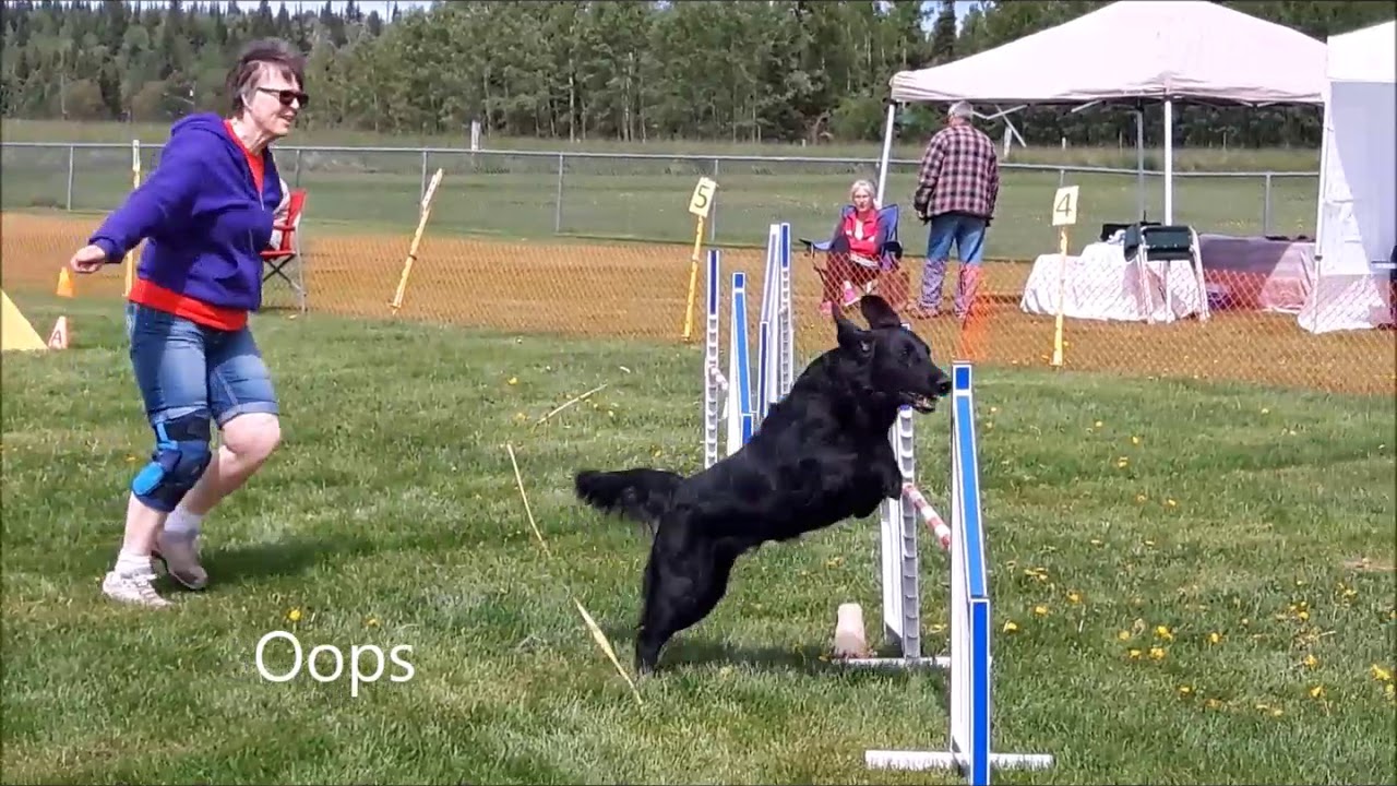 Autumn, Flat-Coated Retriever running Agility