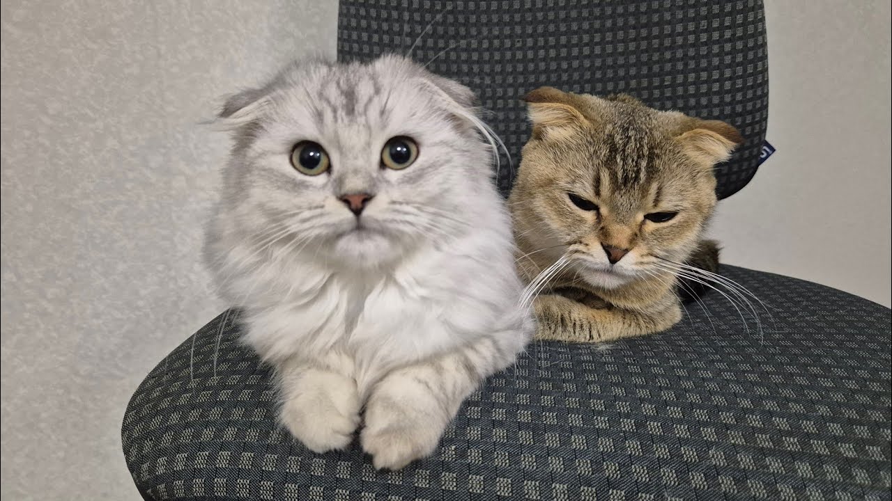 Когда включаю камеру - котики хулиганят?