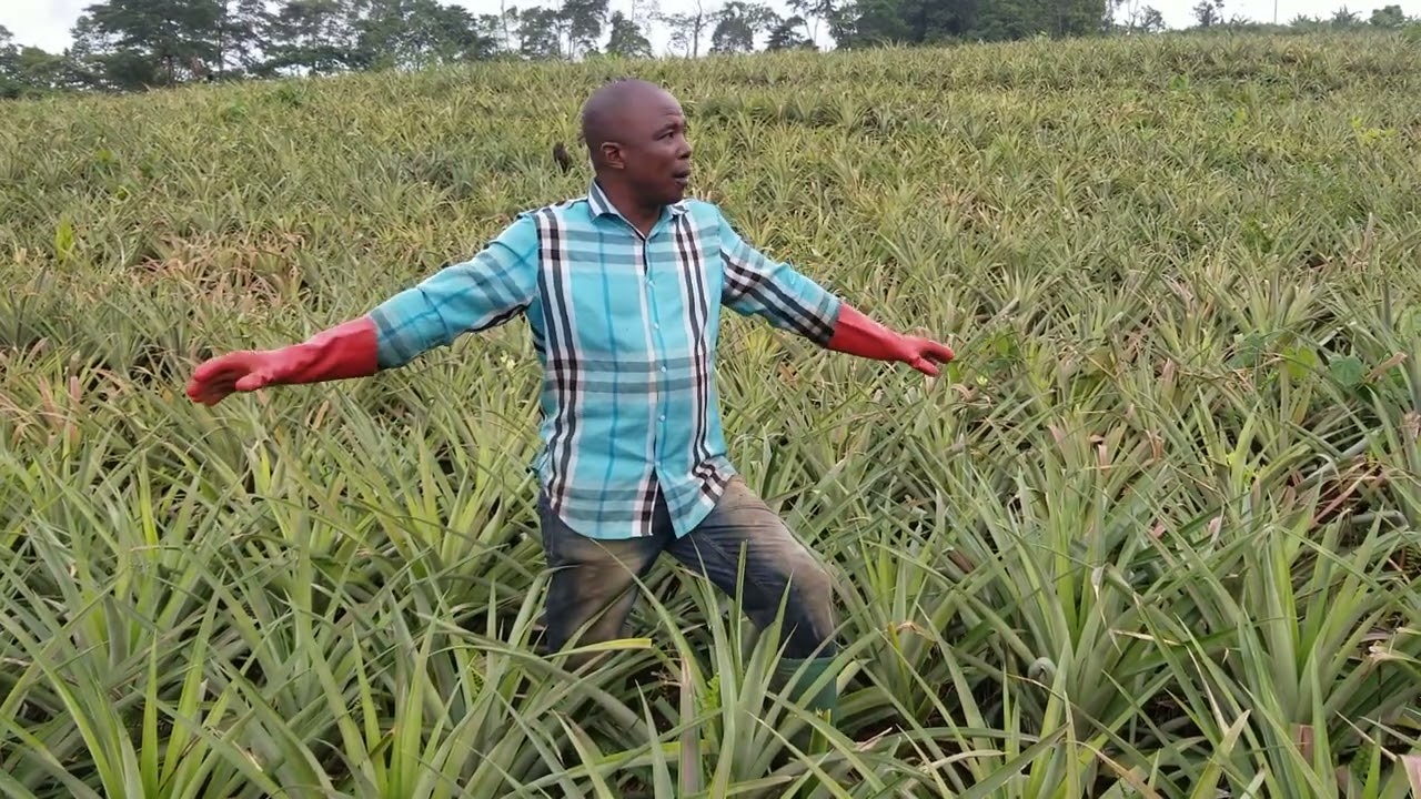 Watch this before stepping out into pineapple farming. Subscribe to our channel for more videos