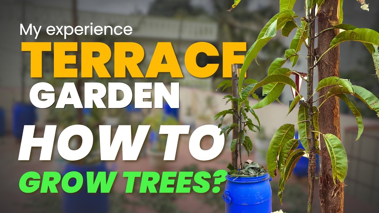 How to grow fruit trees in terrace? | Terrace Gardening | Natural Farming