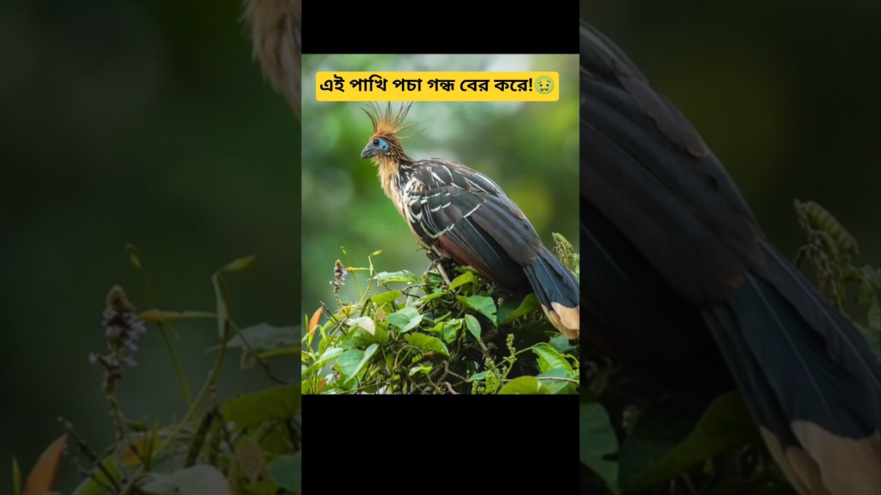 গরুর মতো হজম করে যে পাখি! 🤯 Hoatzin Explained 