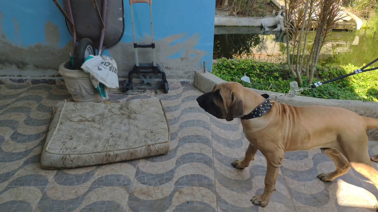 Fila Brasileiro filhote 5 meses ao teste de temperamento