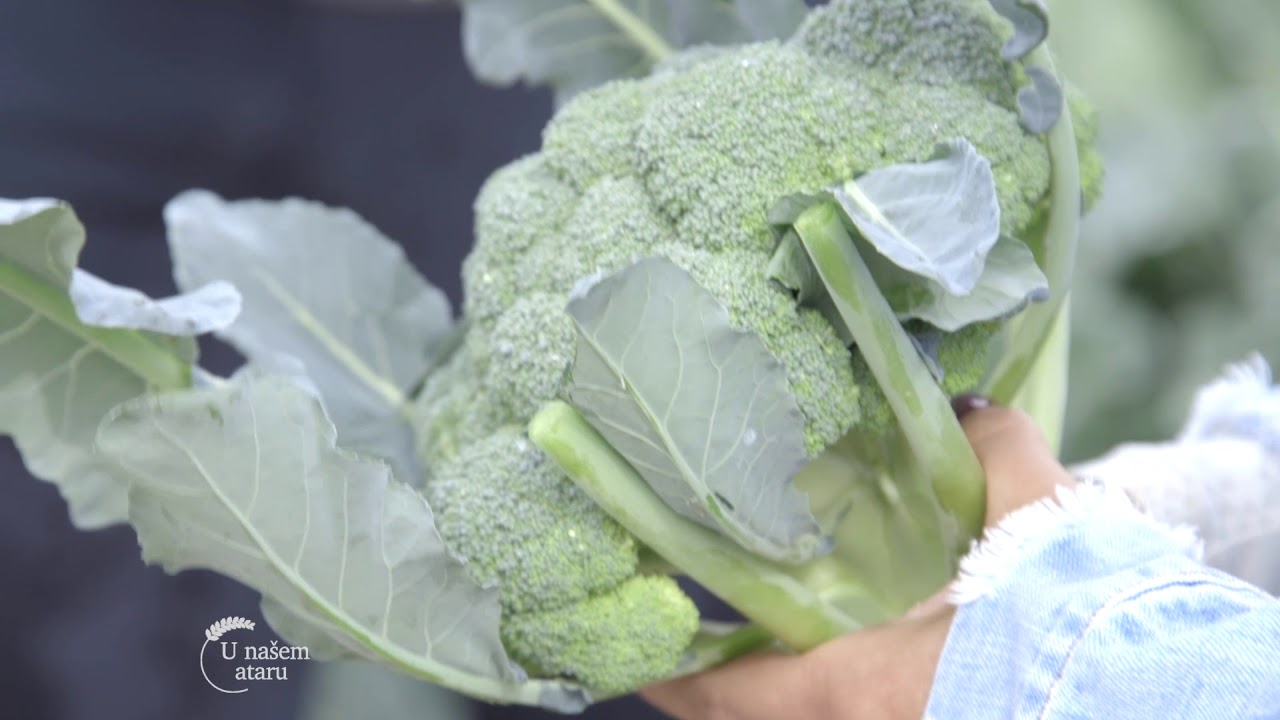 Povrtarstvo na otvorenom u selu Glogonj - U nasem ataru
