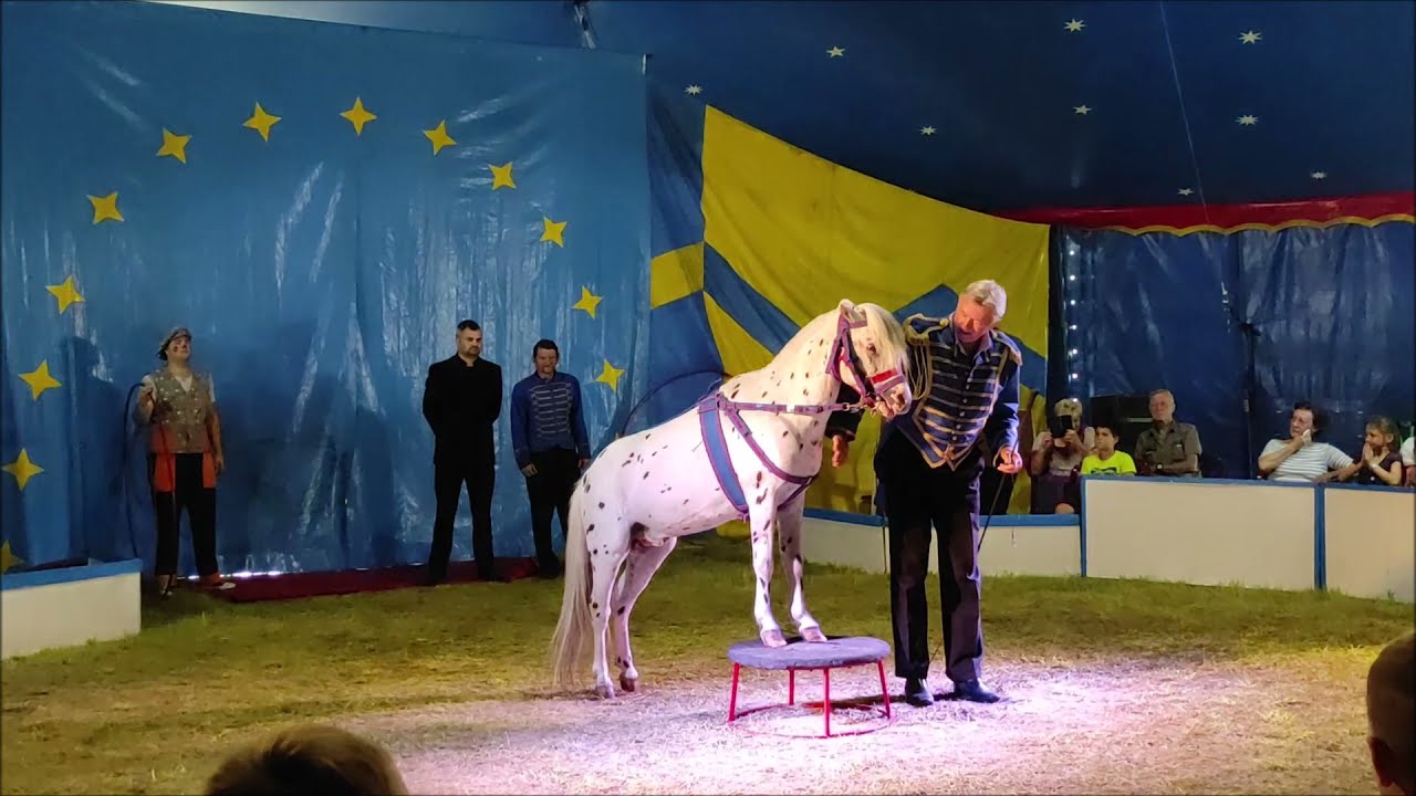 Pokaz piesków, pokaz konika- Donnert Cirkusz 2021
