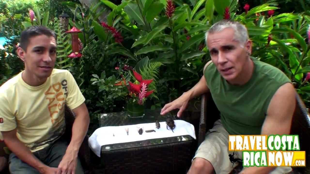 ❌❌Bugs, Mosquitoes, Snakes, Spiders in Costa Rica -should I Worry?
