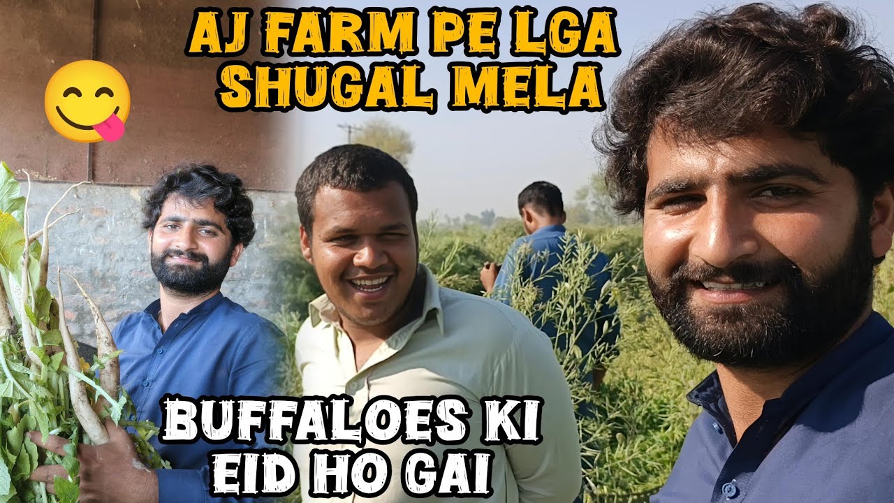 Buffaloes ki Eid krwa di aj | farm py AJ lga shugal mela | arain Dairy Farm vlog ❤️