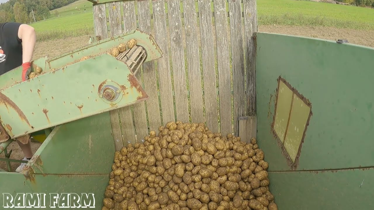 Potato digging 2022. We dig potatoes with the Hassia harvester. Part 4 🙂