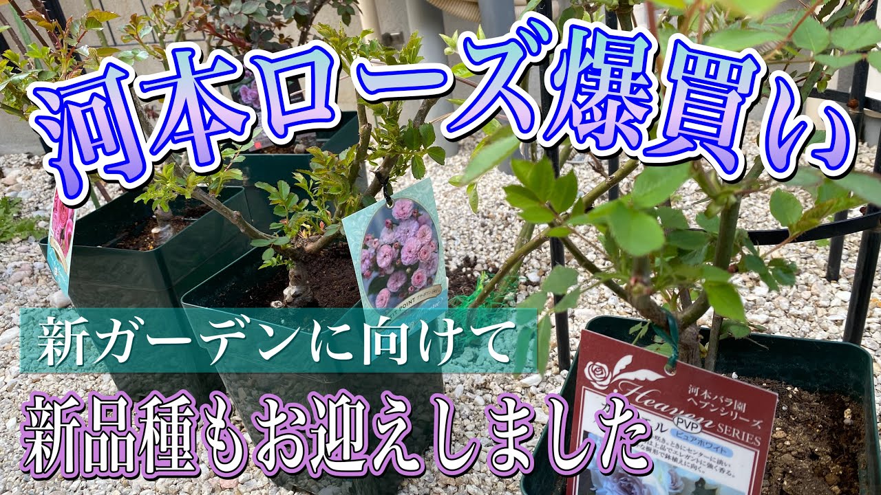 【河本ローズ】爆買い🌹新品種を含め21品種紹介😊🐻春の開花が楽しみ🌹✨