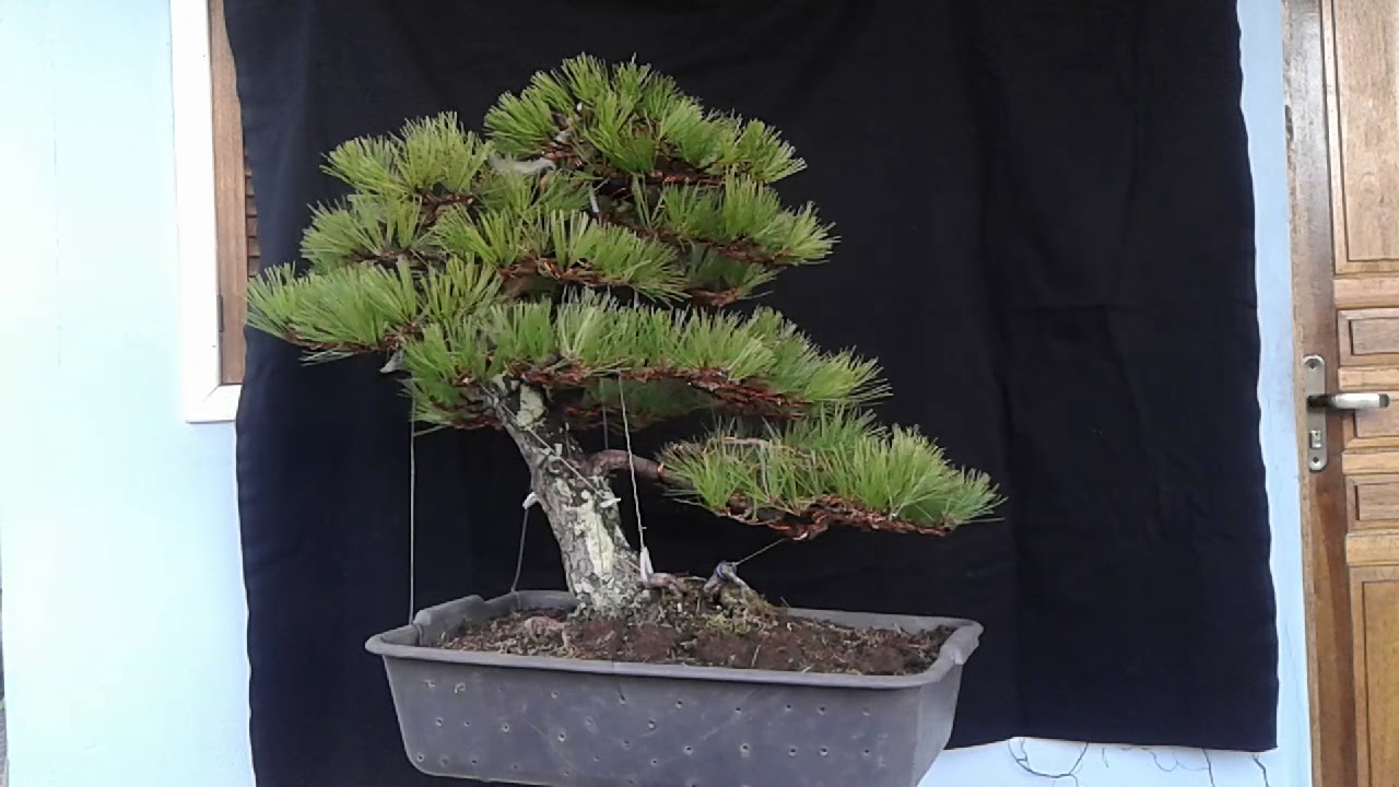 Pinus elliottii