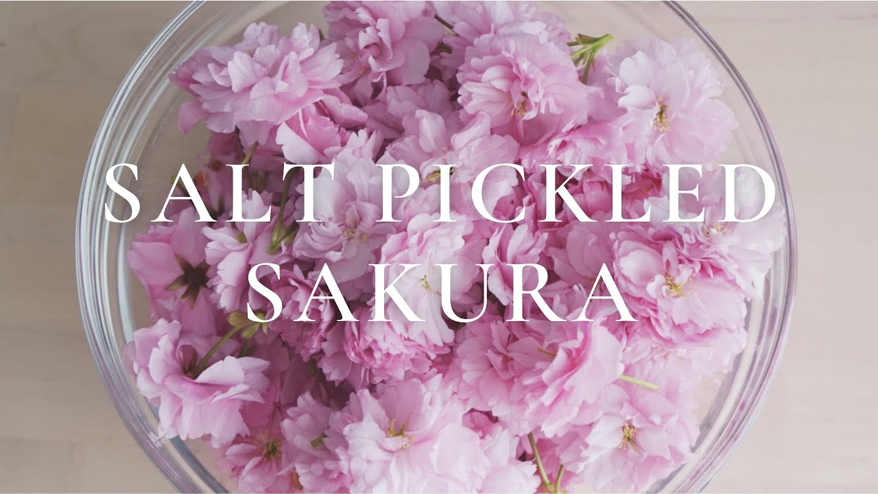 Salt Pickled Sakura Recipe | Japanese Method | 桜の塩漬け | Preserving the Last of Spring