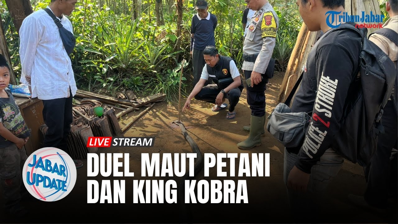 INNALILLAHI Seorang Petani Meregang Nyawa Usai Berduel Dengan Seekor Ular King Kobra | JABAR UPDATE