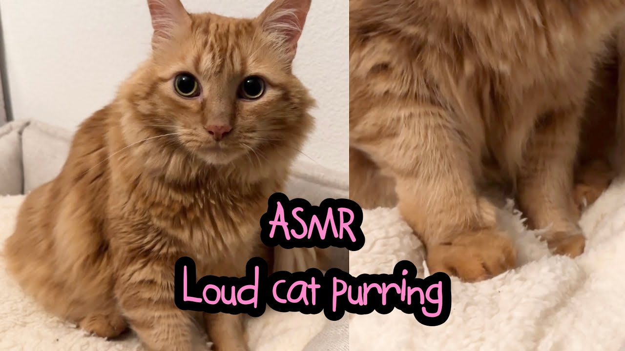 Cat purring making biscuits ASMR 30 minutes loop relaxing #asmr #catpurring