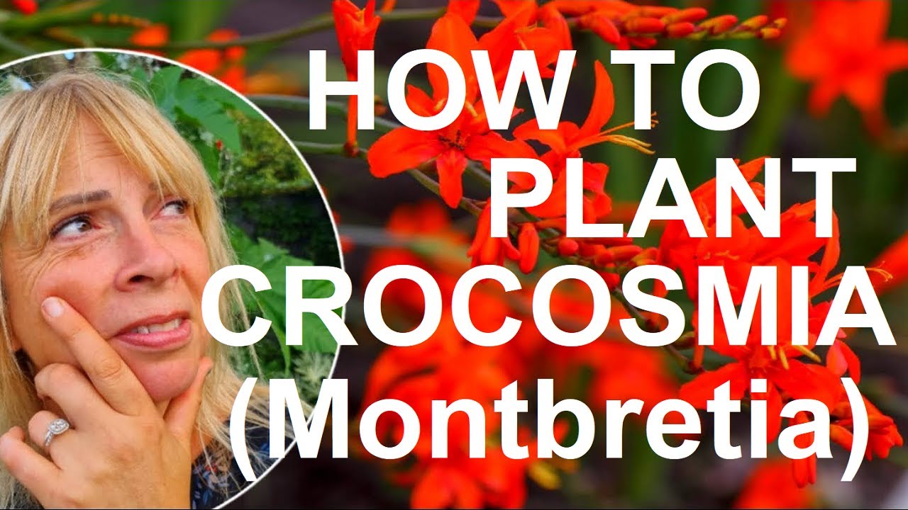 How to Plant and Grow Crocosmia Bulbs -  Montbretia
