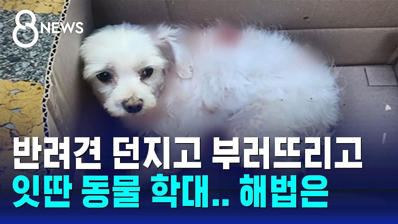 반려견 던지고 부러뜨리고&hellip;잇딴 동물 학대에도 실형 선고율 '5%' / SBS 8뉴스