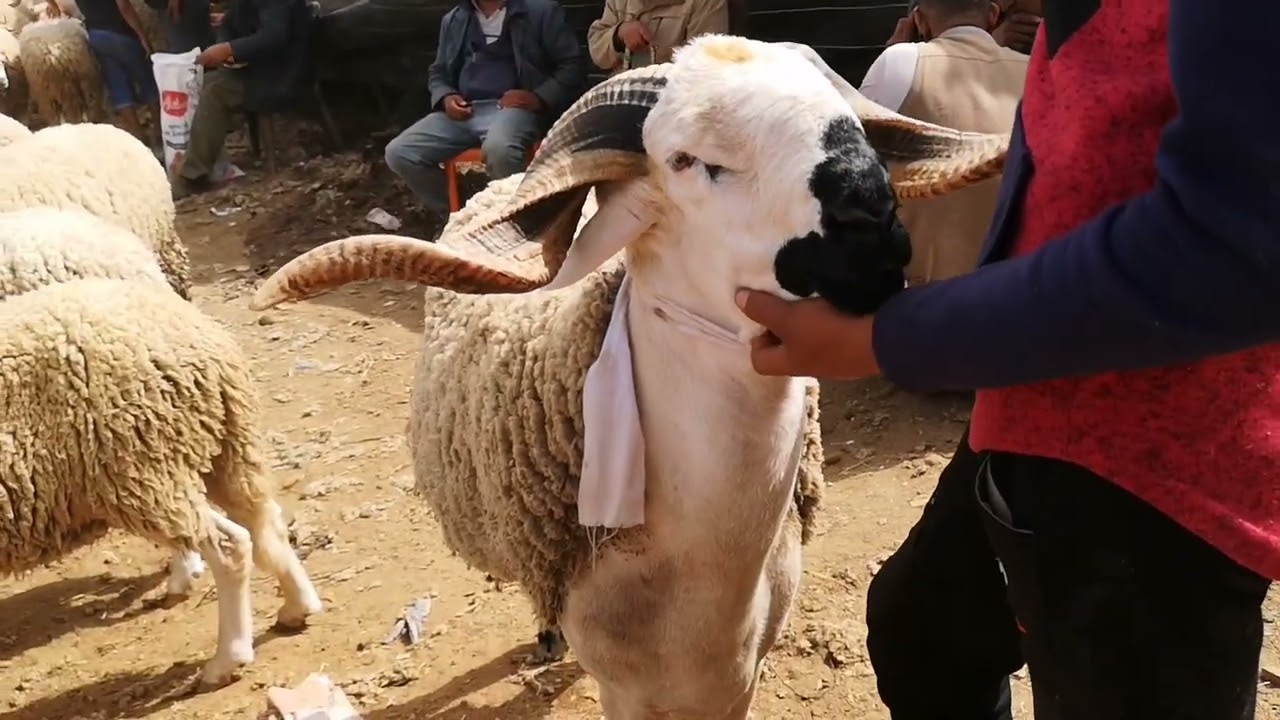 مباشرة من سوق الاتنين جرف الملح تمن الحولي 🐑🐏بتاريخ 04/07/2022 🇲🇦💯👍