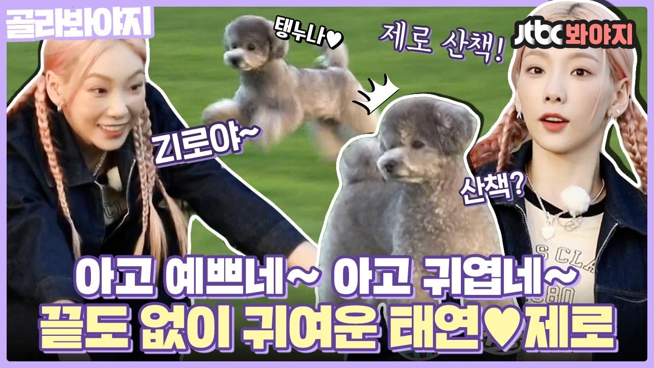 [골라봐야지] 귀여움도 복사가 되나..? 꽁냥거리는 귀여운 생명체들ㅜㅜ 끝도 없이 귀여운 태연X제로 조합❣｜펫키지｜JTBC 211011 방송 외