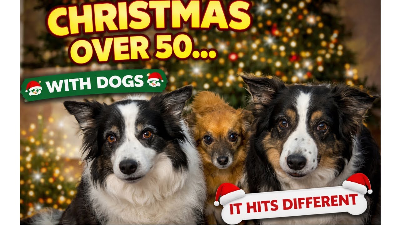 Over 50, Christmas With My Dogs | My Funny Reality
