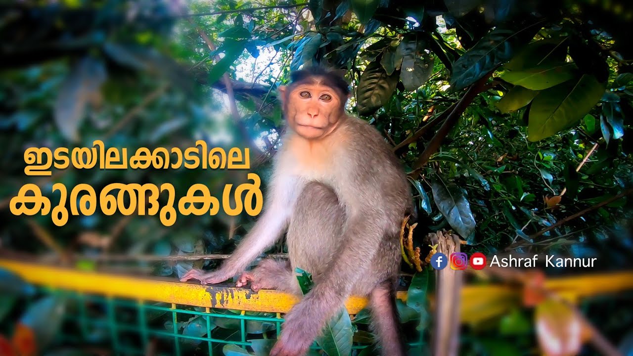 Edayilakadu | Valiyaparambu| Ashraf Kannur| Vlog| Tourism