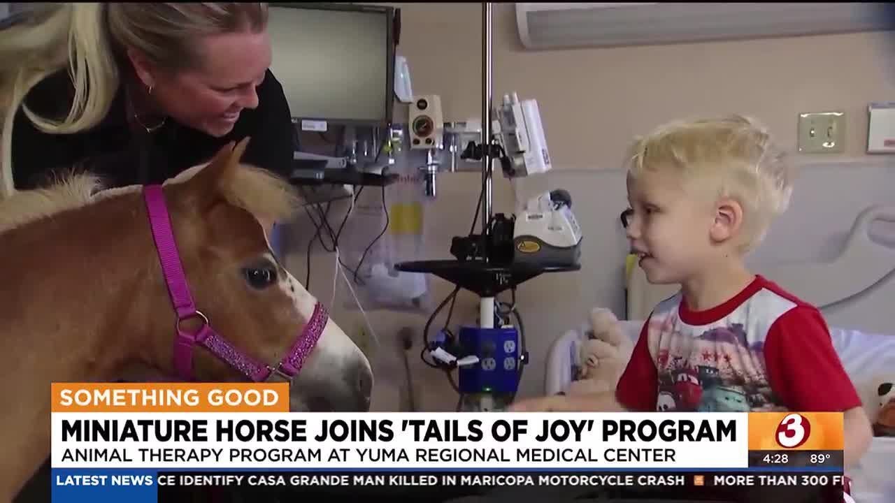 Miniature horse is newest therapy animal at Yuma Regional Medical Center