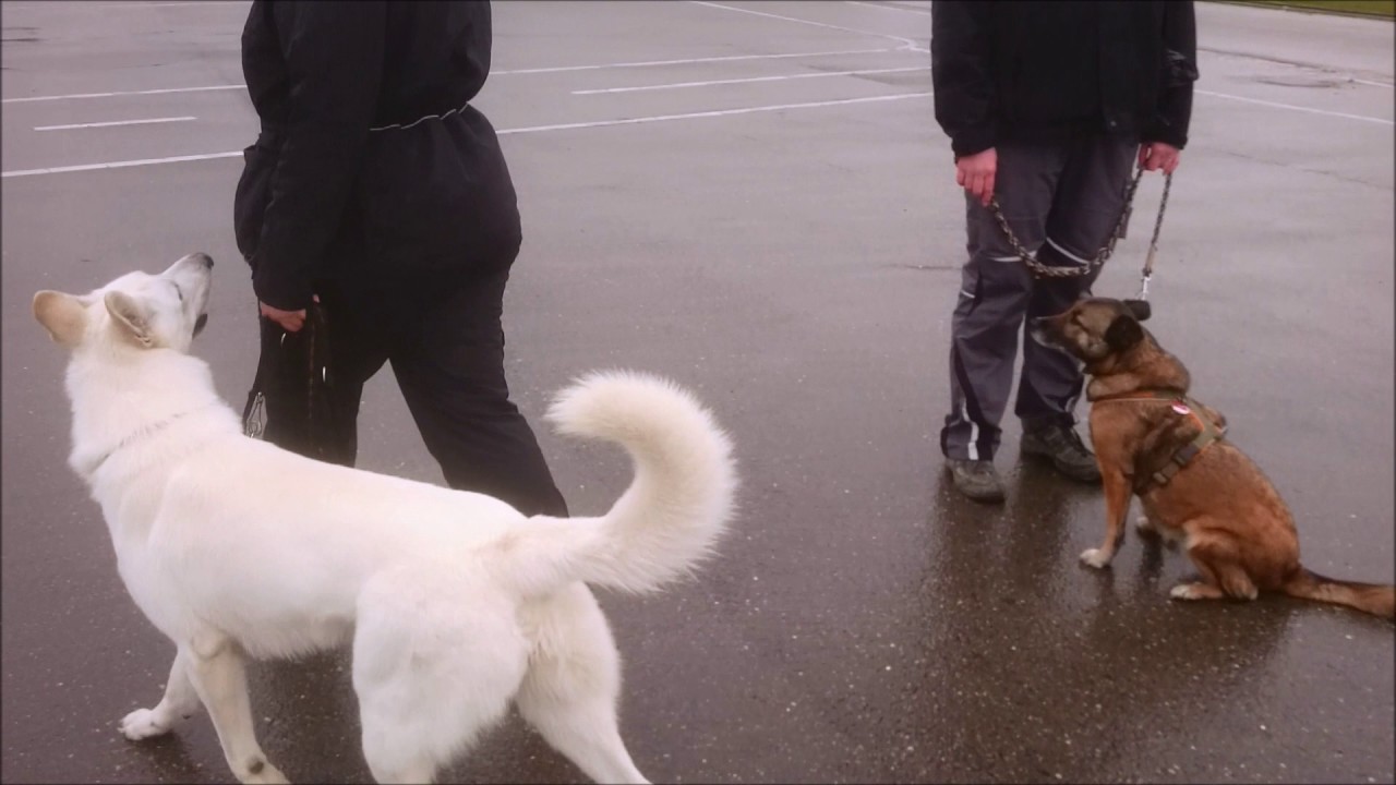 Wohlerzogen durch den Alltag. 4te Gruppenstunde Hundeschule Elementar