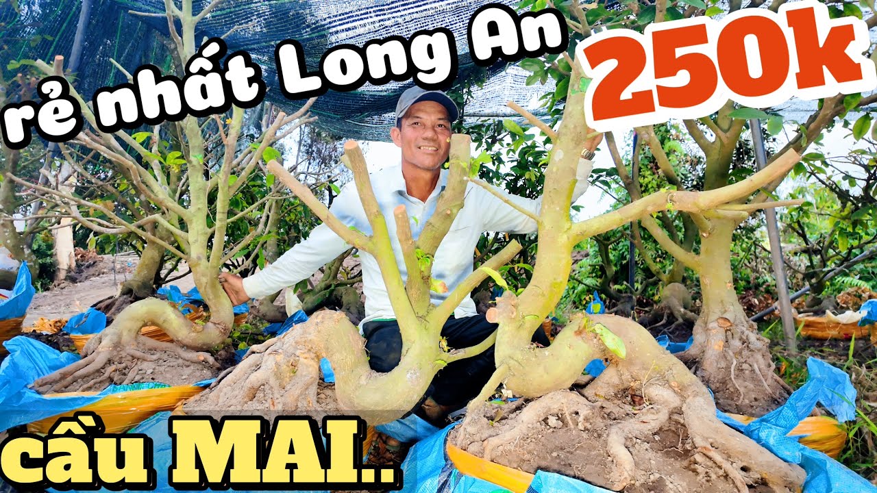 Phôi mai vàng ‘CẦU MAY MẮN’ rẻ nhất Long An từ 250k anh Hùng bao lên xe lô cuối đế bonsai đẹp ĐỘC LẠ