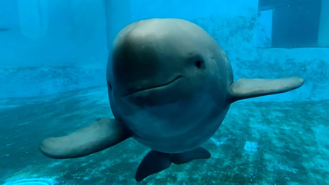 Decades of efforts redeemed in saving Yangtze finless porpoises