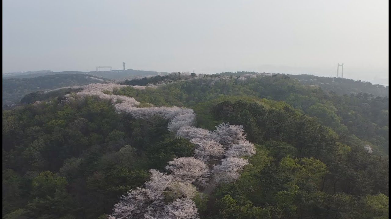 [RC맨] 울산의 숨은 명소,  염포산 벚꽃 터널!