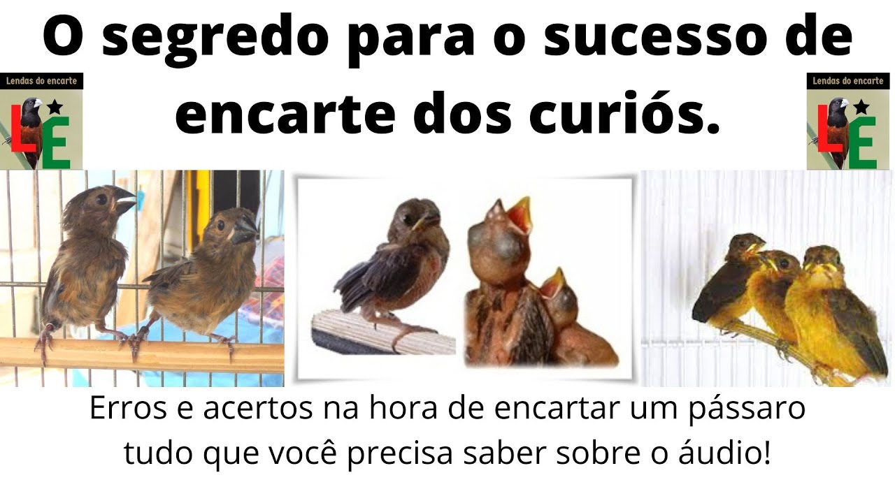 Como Encartar um Filhote de Curió e bicudo o segredo para o sucesso de encarte (erros e acertos)