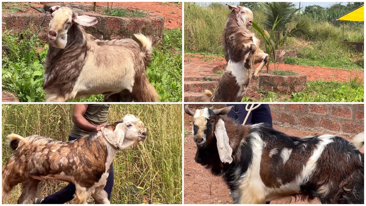 3 Andul Goats Available at Samaa Agro & Livestock Goat Farm Khed
