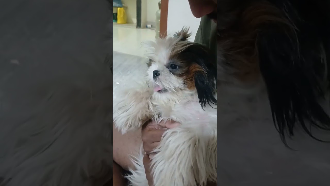 Puppy thali alagadam 