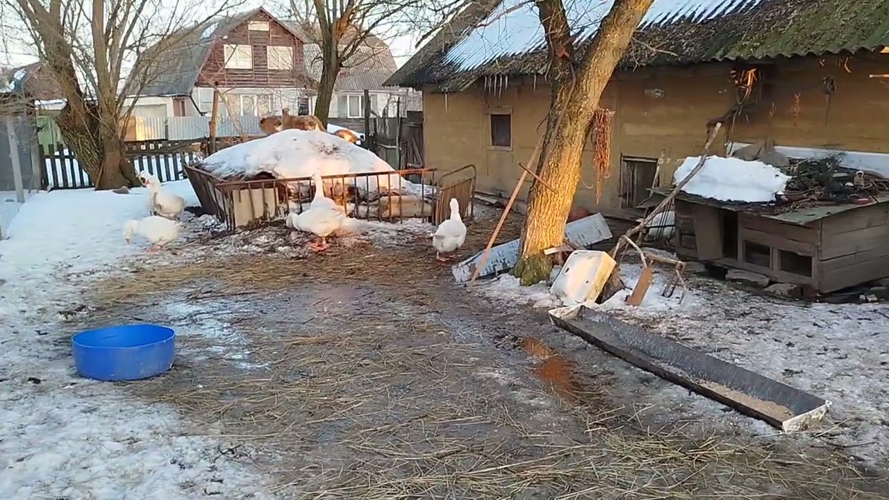 #мамути #бурбон #фазани #кури #качки #гуси #гусі #мисливські #качур #селезень #качка #індикі #шипуни