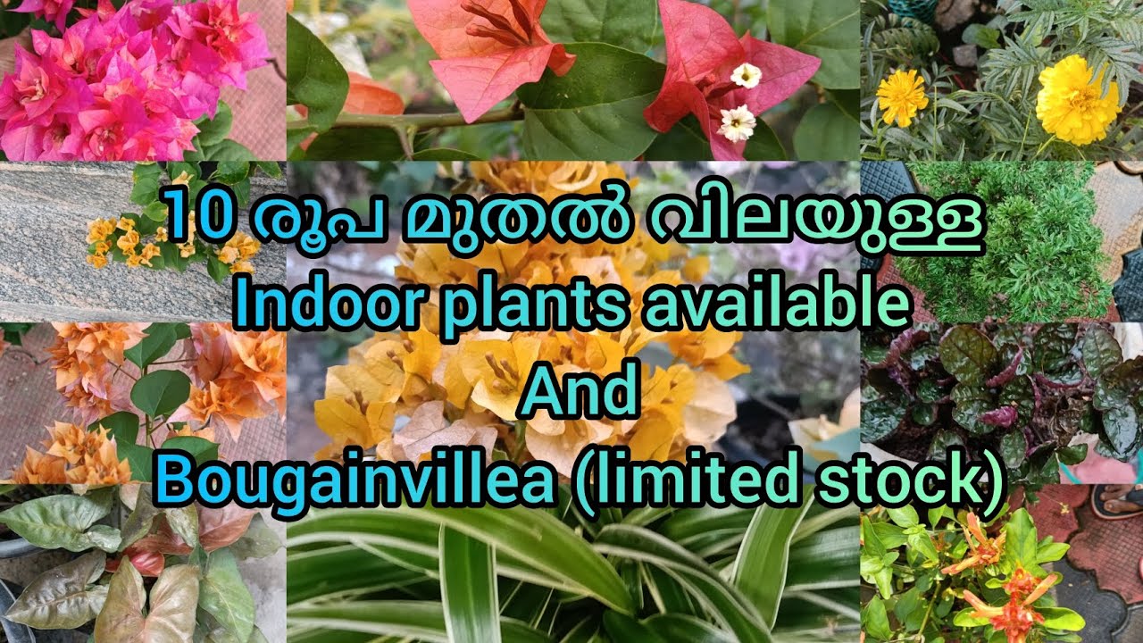 Bougainvillea and low cost indoor plant available starting from Rs 10.Contact on WhatsApp 9447863131