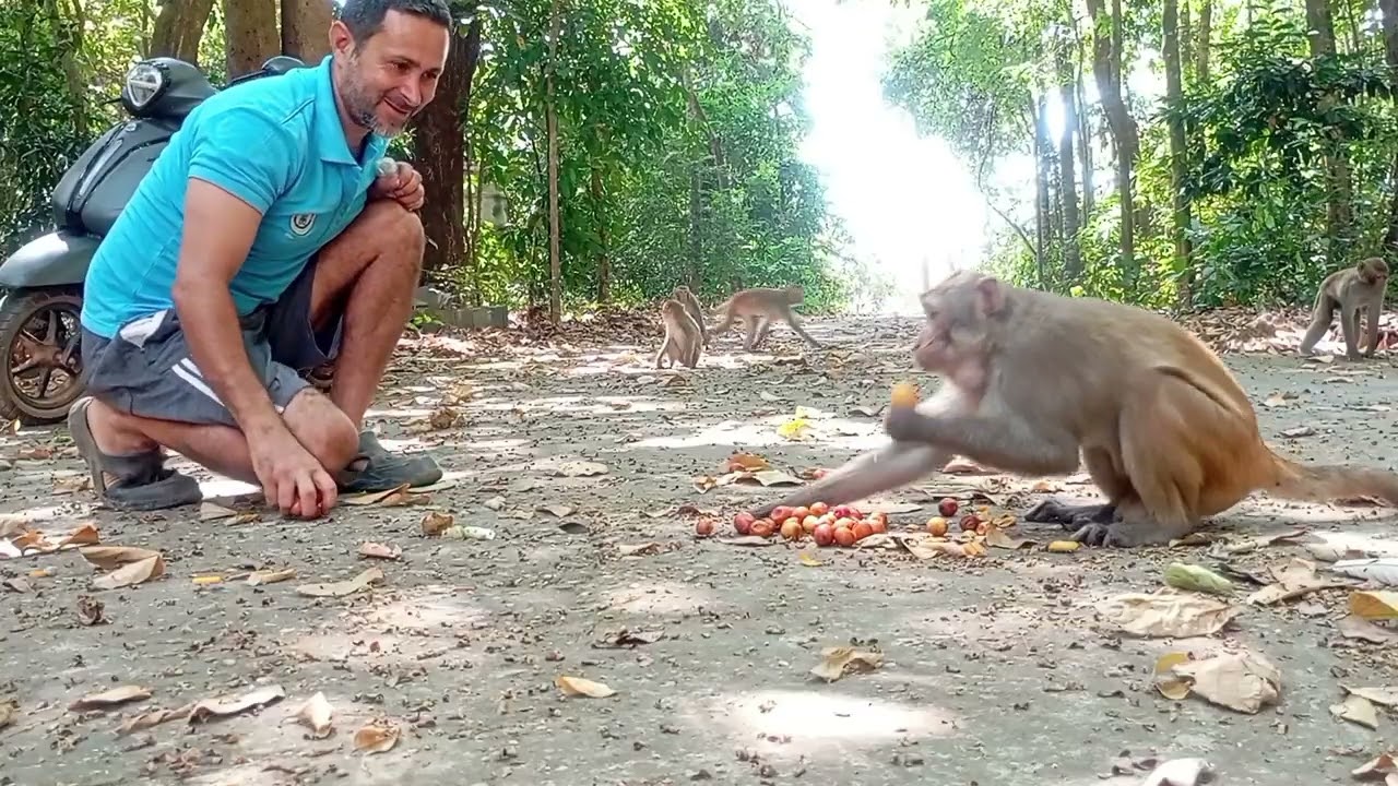 Dominant Male Monkey Refuses to Share His Fruit | Wild Monkey Behavior