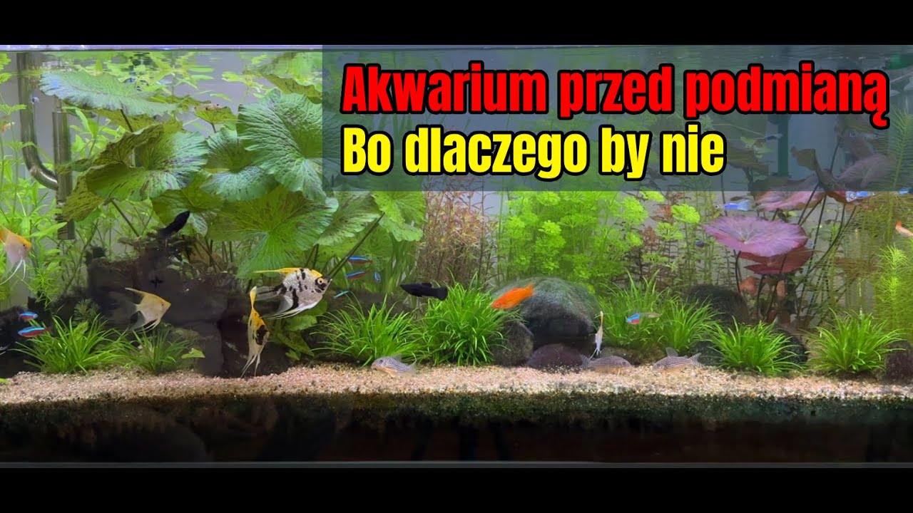 00211 Akwarium przed podmianą  (Bo wszyscy pokazują podmiany 😋)