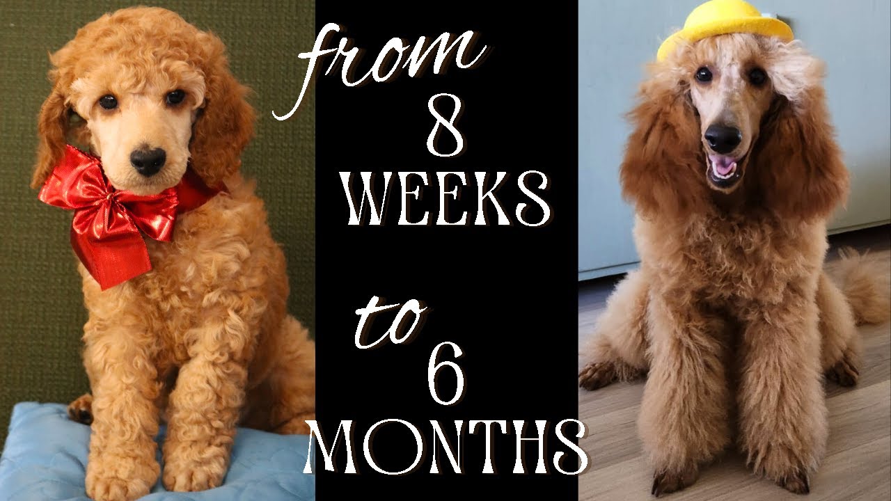 Poodle Puppy's Growth from 8 Weeks to 6 Months