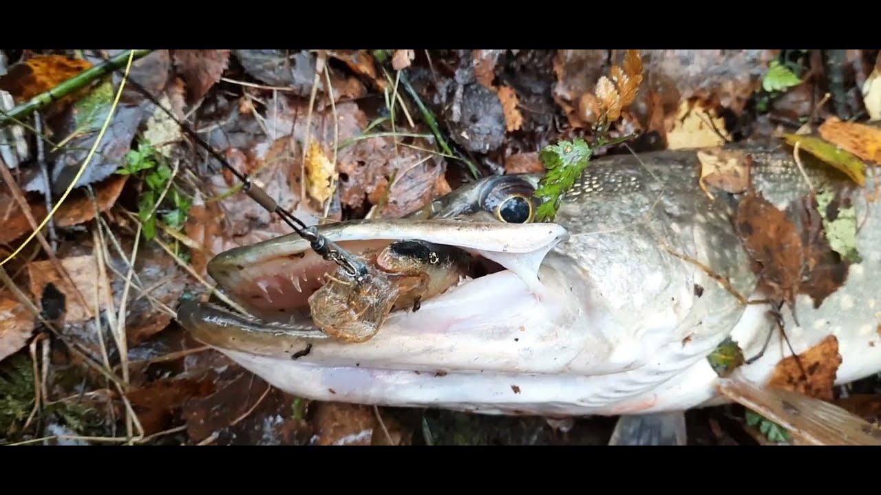 Catching large pike