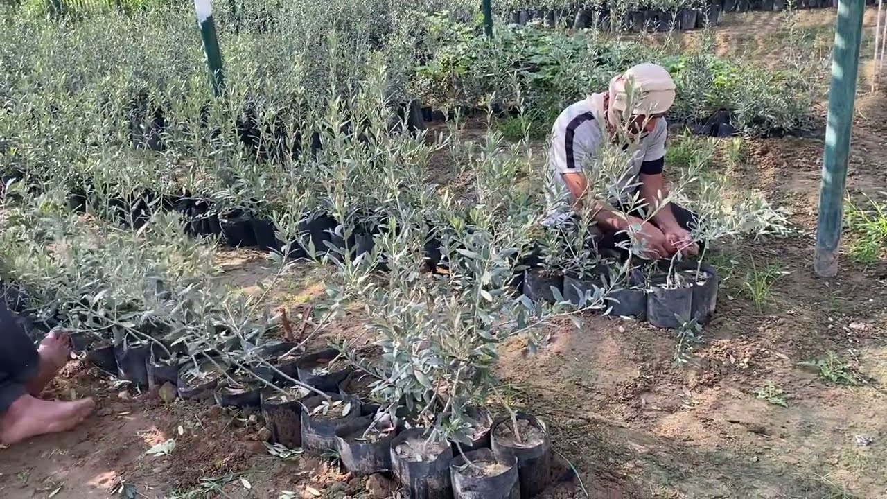 تطعيم الزيتون