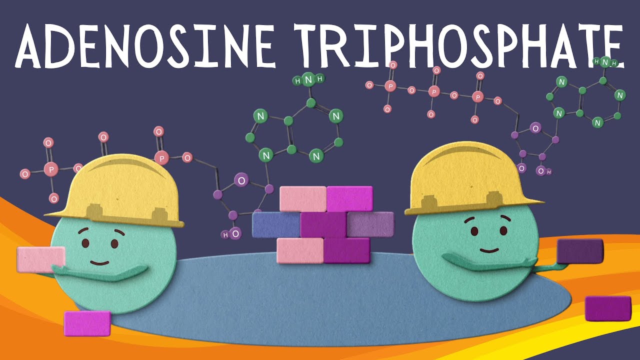 What is ATP (adenosine triphosphate)?
