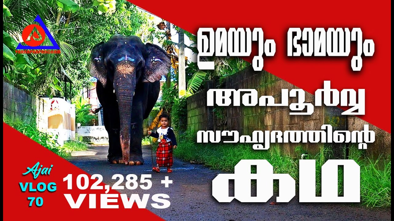 Uma & Bhama | ഉമയെന്ന ആനയുടെയും ഭാമയുടേയും അപൂർവ സൗഹൃദം | Ajay Varnaprapancham