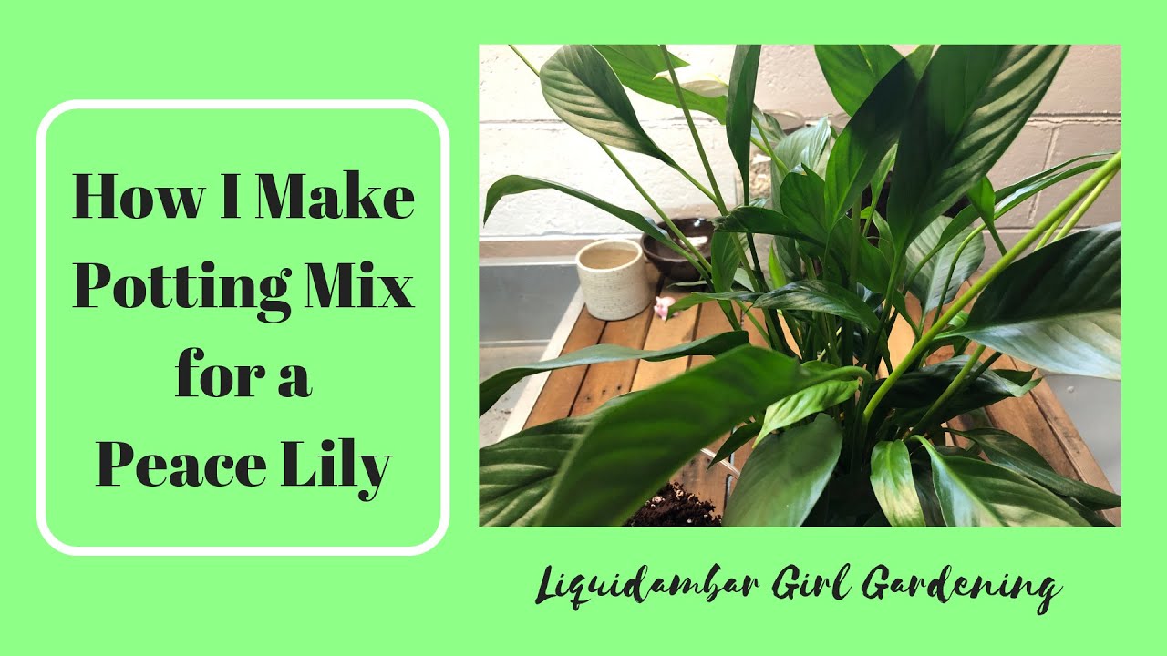 Potting Mix for a Peace Lily